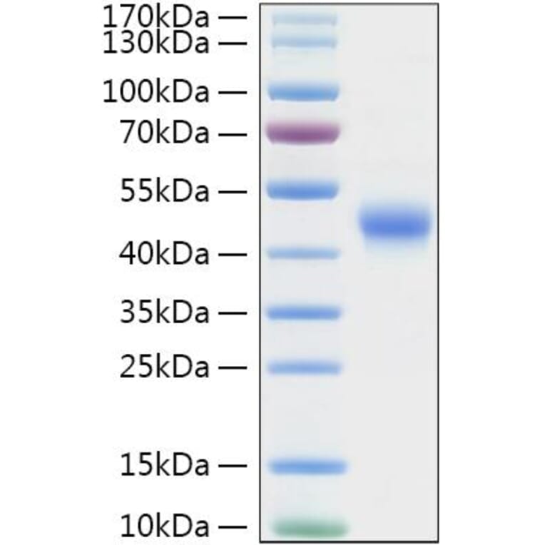 SDS-PAGE - Recombinant Mouse TNFRSF4 Protein (C-terminal His Tag) (A331898) - Antibodies.com