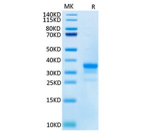 Tris-Bis PAGE - Recombinant Cynomolgus macaque CD40 Protein (C-terminal His Tag) (A331899) - Antibodies.com
