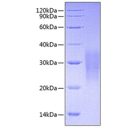 SDS-PAGE - Recombinant Mouse Fas Protein (C-terminal His Tag) (A331901) - Antibodies.com