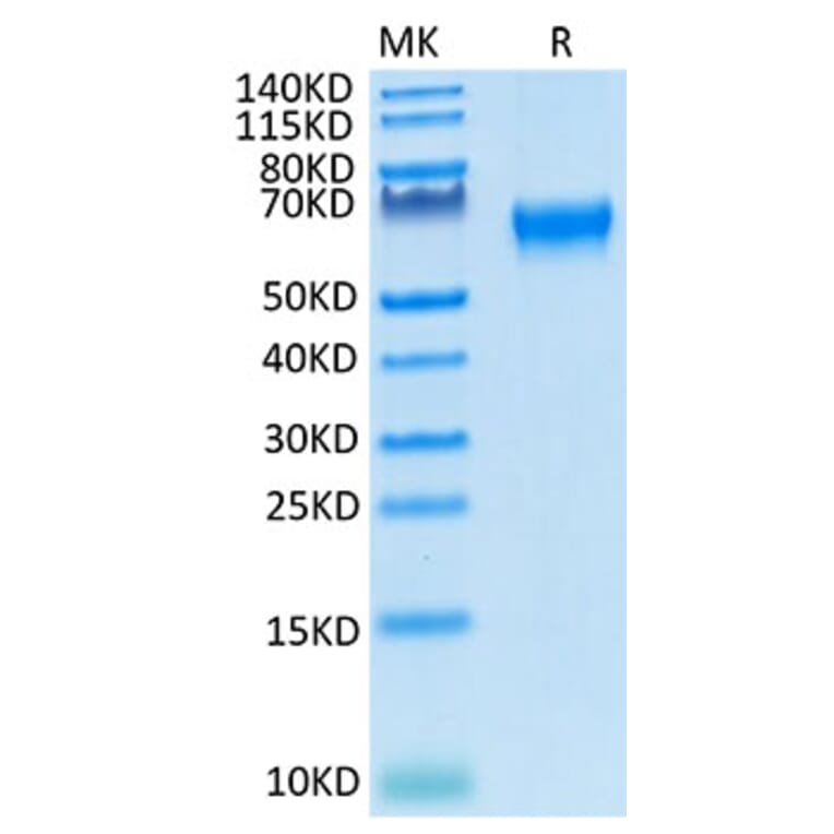 Tris-Bis PAGE - Recombinant Cynomolgus/Rhesus macaque CD27 Protein (C-terminal Human Fc Tag) (A331903) - Antibodies.com