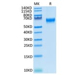 Tris-Bis PAGE - Recombinant Cynomolgus/Rhesus macaque CD27 Protein (C-terminal Human Fc Tag) (A331903) - Antibodies.com