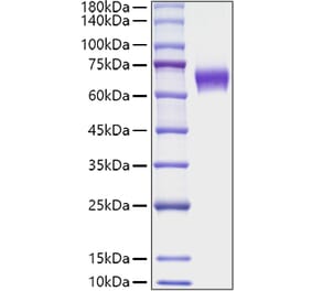 SDS-PAGE - Recombinant Mouse CD137 Protein (C-terminal Human Fc Tag) (A331905) - Antibodies.com