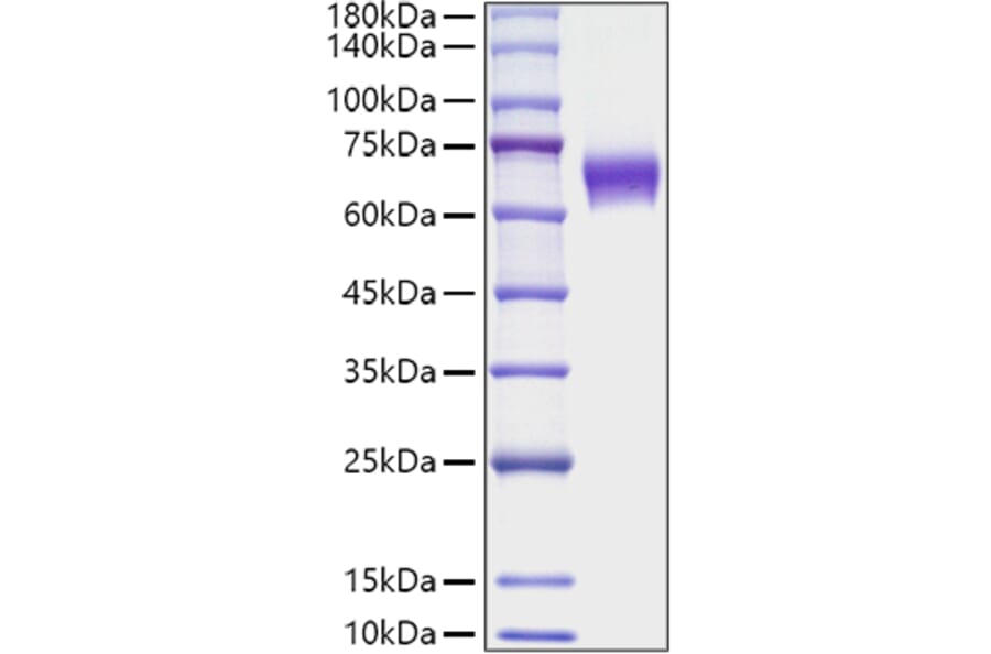 SDS-PAGE - Recombinant Mouse CD137 Protein (C-terminal Human Fc Tag) (A331905) - Antibodies.com