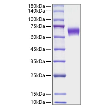SDS-PAGE - Recombinant Mouse CD137 Protein (C-terminal Human Fc Tag) (A331905) - Antibodies.com