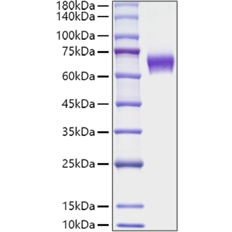 SDS-PAGE - Recombinant Mouse CD137 Protein (C-terminal Human Fc Tag) (A331905) - Antibodies.com