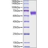 SDS-PAGE - Recombinant Mouse CD137 Protein (C-terminal Human Fc Tag) (A331905) - Antibodies.com