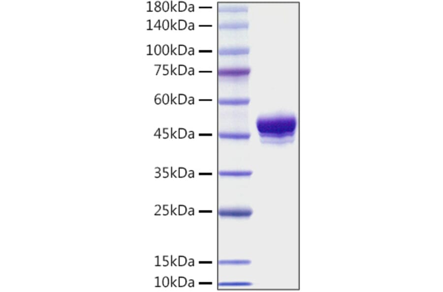 SDS-PAGE - Recombinant Mouse CD137 Protein (C-terminal His Tag) (A331906) - Antibodies.com