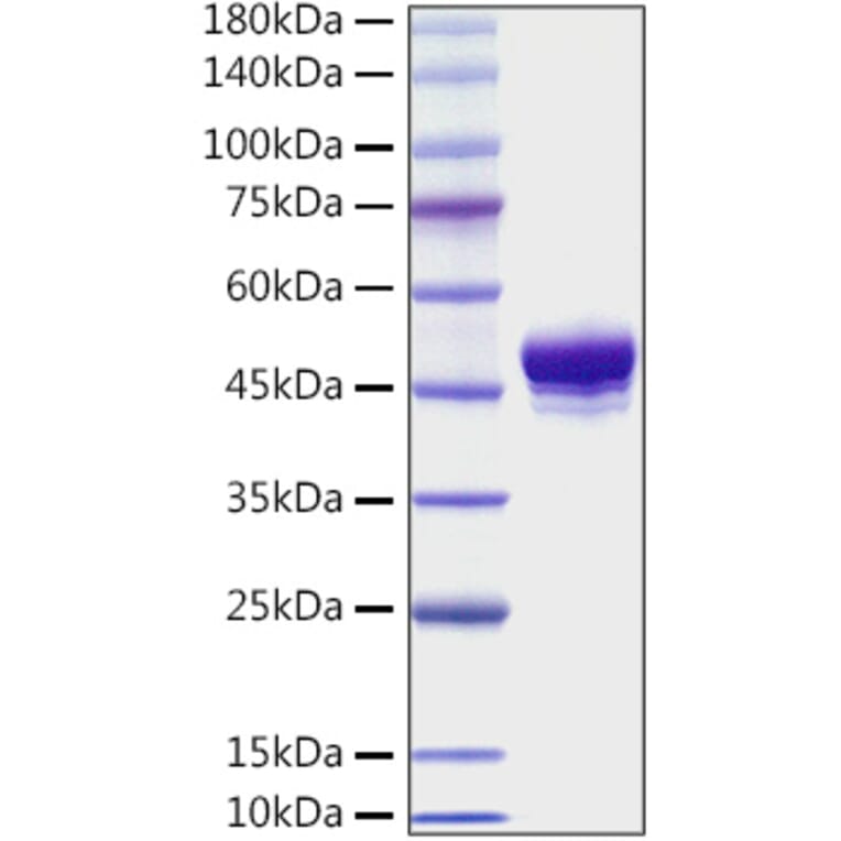 SDS-PAGE - Recombinant Mouse CD137 Protein (C-terminal His Tag) (A331906) - Antibodies.com