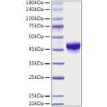 SDS-PAGE - Recombinant Mouse CD137 Protein (C-terminal His Tag) (A331906) - Antibodies.com