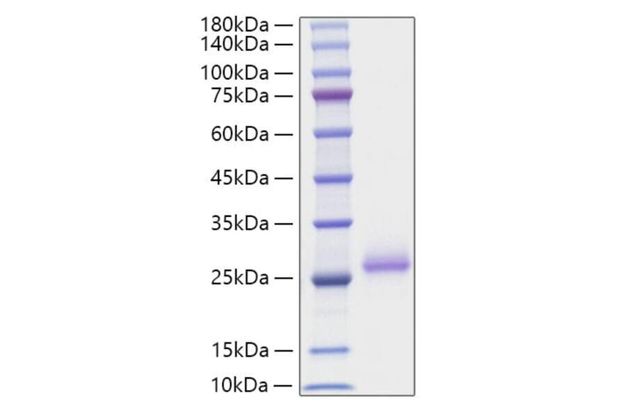 SDS-PAGE - Recombinant Mouse RANKL Protein (N-terminal His Tag) (A331907) - Antibodies.com