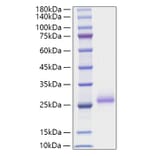 SDS-PAGE - Recombinant Mouse RANKL Protein (N-terminal His Tag) (A331907) - Antibodies.com