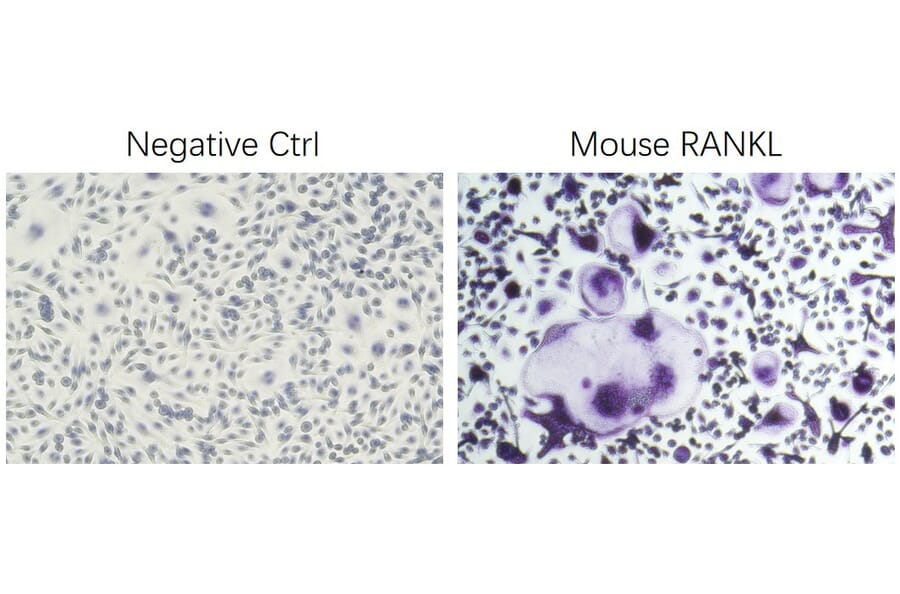 ICC - Recombinant Mouse RANKL Protein (N-terminal His Tag) (A331908) - Antibodies.com