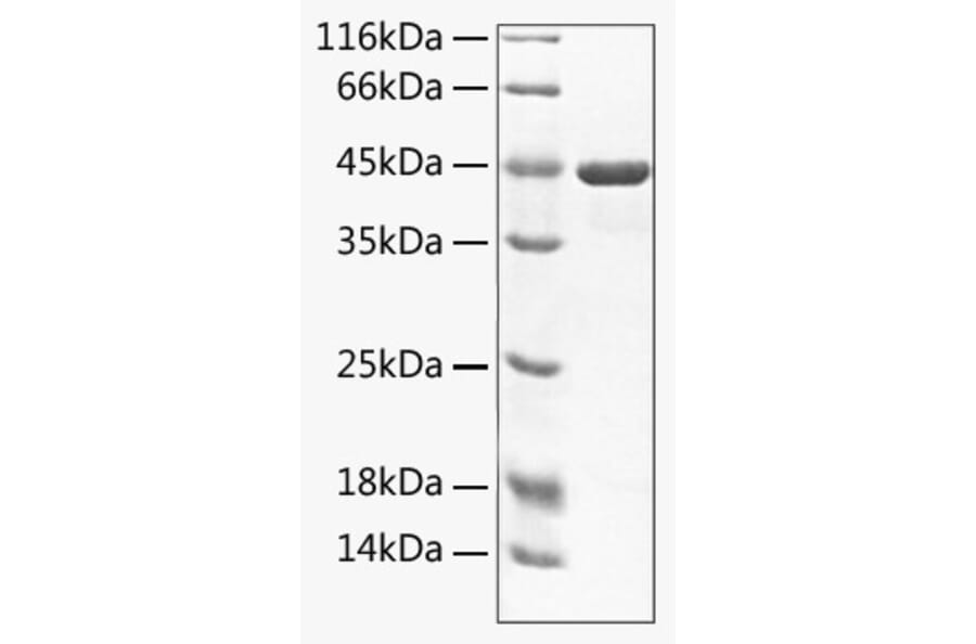 SDS-PAGE - Recombinant Mouse TWEAK Protein (C-terminal Rabbit Fc Tag) (A331911) - Antibodies.com