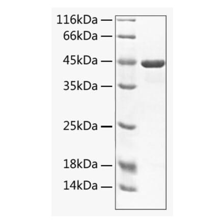 SDS-PAGE - Recombinant Mouse TWEAK Protein (C-terminal Rabbit Fc Tag) (A331911) - Antibodies.com