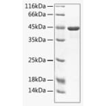 SDS-PAGE - Recombinant Mouse TWEAK Protein (C-terminal Rabbit Fc Tag) (A331911) - Antibodies.com