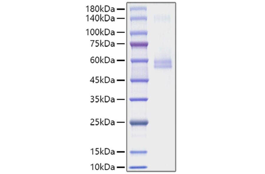 SDS-PAGE - Recombinant Mouse TNFSF13 Protein (C-terminal Human Fc Tag) (A331912) - Antibodies.com