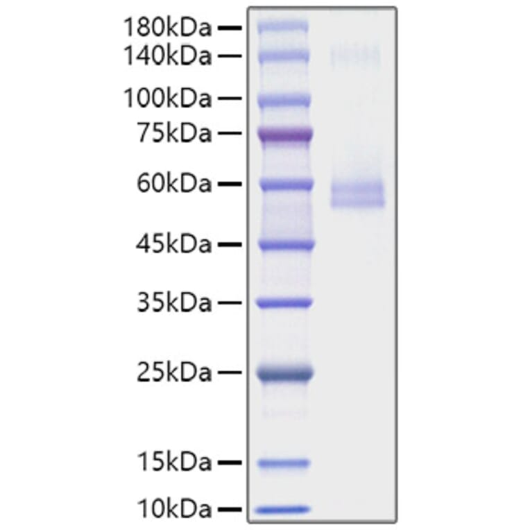 SDS-PAGE - Recombinant Mouse TNFSF13 Protein (C-terminal Human Fc Tag) (A331912) - Antibodies.com