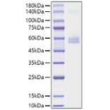 SDS-PAGE - Recombinant Mouse TNFSF13 Protein (C-terminal Human Fc Tag) (A331912) - Antibodies.com