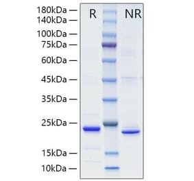 SDS-PAGE - Recombinant Mouse TL1A Protein (A331914) - Antibodies.com