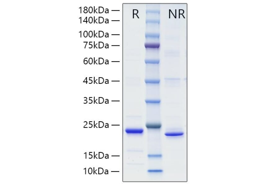 SDS-PAGE - Recombinant Mouse TL1A Protein (A331914) - Antibodies.com