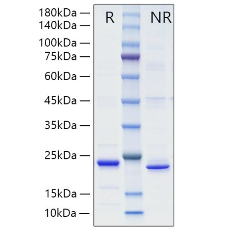 SDS-PAGE - Recombinant Mouse TL1A Protein (A331914) - Antibodies.com