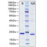 SDS-PAGE - Recombinant Mouse TL1A Protein (A331914) - Antibodies.com