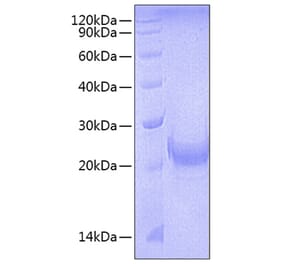 SDS-PAGE - Recombinant Mouse OX40L Protein (N-terminal His Tag) (A331915) - Antibodies.com