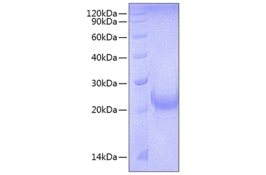 SDS-PAGE - Recombinant Mouse OX40L Protein (N-terminal His Tag) (A331915) - Antibodies.com