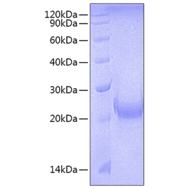 SDS-PAGE - Recombinant Mouse OX40L Protein (N-terminal His Tag) (A331915) - Antibodies.com