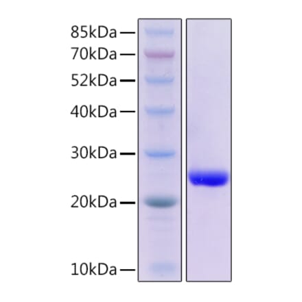 SDS-PAGE - Recombinant Mouse Fas Ligand Protein (N-terminal His Tag) (A331917) - Antibodies.com
