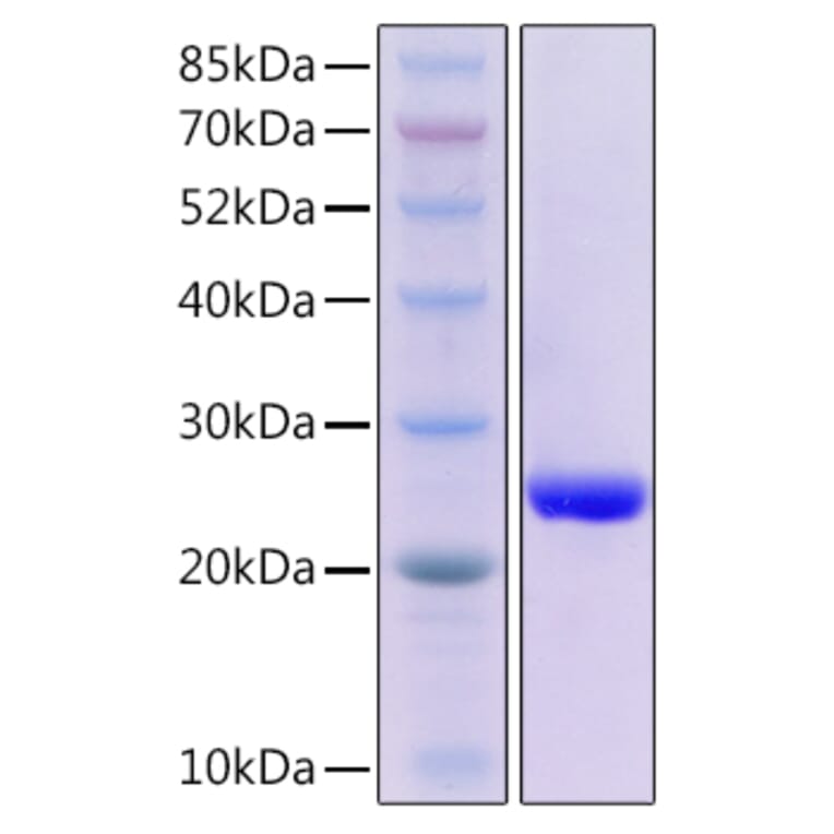 SDS-PAGE - Recombinant Mouse Fas Ligand Protein (N-terminal His Tag) (A331917) - Antibodies.com