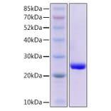 SDS-PAGE - Recombinant Mouse Fas Ligand Protein (N-terminal His Tag) (A331917) - Antibodies.com