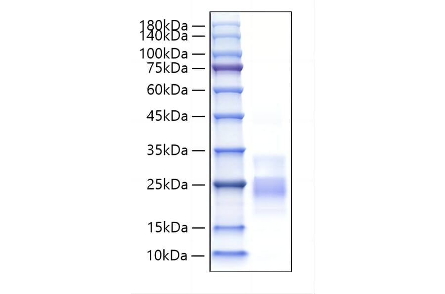 SDS-PAGE - Recombinant Mouse CD153 Protein (N-terminal His Tag) (A331920) - Antibodies.com