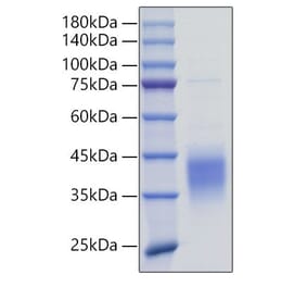 SDS-PAGE - Recombinant Mouse TNFRSF9 Protein (N-terminal His Tag) (A331921) - Antibodies.com