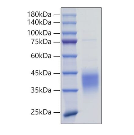 SDS-PAGE - Recombinant Mouse TNFRSF9 Protein (N-terminal His Tag) (A331921) - Antibodies.com