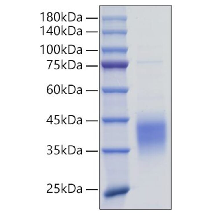 SDS-PAGE - Recombinant Mouse TNFRSF9 Protein (N-terminal His Tag) (A331921) - Antibodies.com