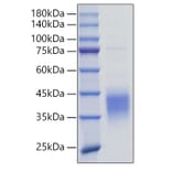 SDS-PAGE - Recombinant Mouse TNFRSF9 Protein (N-terminal His Tag) (A331921) - Antibodies.com