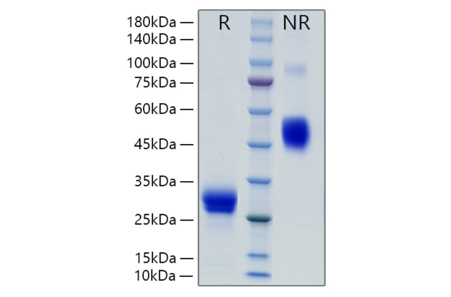 SDS-PAGE - Recombinant Rat VEGF-A Protein (C-terminal His Tag) (A331934) - Antibodies.com