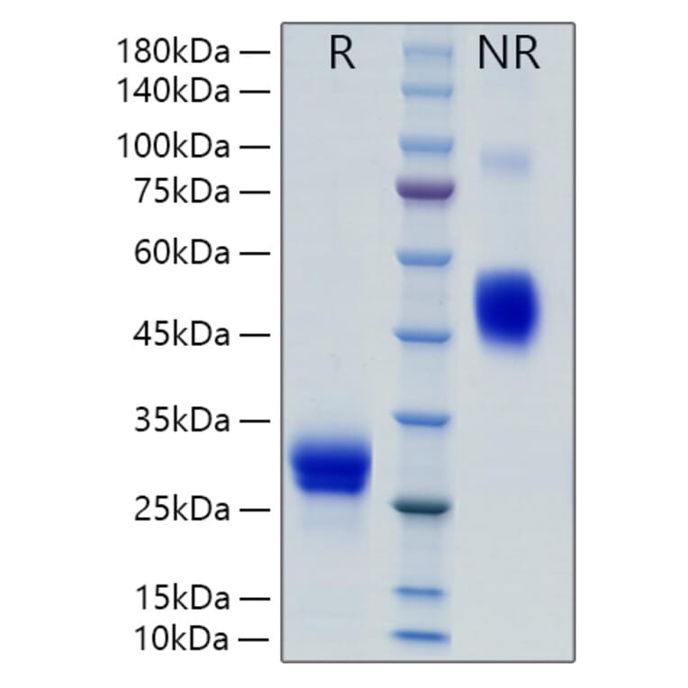 SDS-PAGE - Recombinant Rat VEGF-A Protein (C-terminal His Tag) (A331934) - Antibodies.com