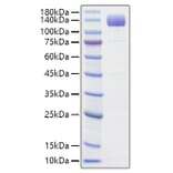 SDS-PAGE - Recombinant Rat VEGF Receptor 2 Protein (C-terminal His Tag) (A331938) - Antibodies.com