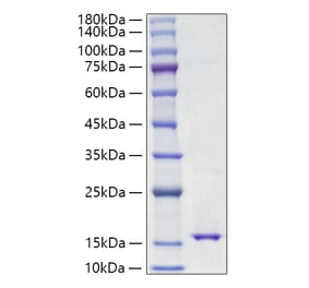 SDS-PAGE - Recombinant Mouse Leptin Protein (A331943) - Antibodies.com