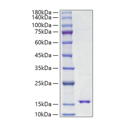 SDS-PAGE - Recombinant Mouse Leptin Protein (A331943) - Antibodies.com