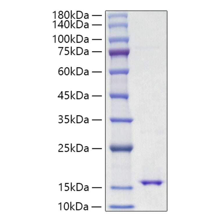 SDS-PAGE - Recombinant Mouse Leptin Protein (A331943) - Antibodies.com