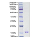 SDS-PAGE - Recombinant Mouse Leptin Protein (A331943) - Antibodies.com
