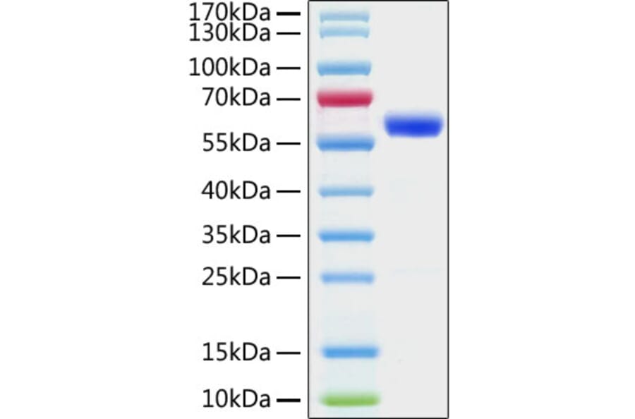 SDS-PAGE - Recombinant SARS-CoV-2 Spike RBD Protein (C-terminal Mouse Fc Tag) (A331944) - Antibodies.com