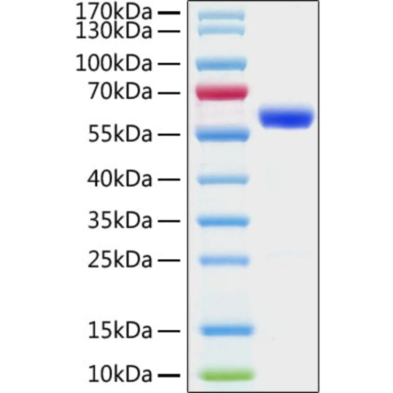 SDS-PAGE - Recombinant SARS-CoV-2 Spike RBD Protein (C-terminal Mouse Fc Tag) (A331944) - Antibodies.com