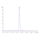 SEC-HPLC - Recombinant SARS-CoV-2 Spike RBD Protein (C-terminal Mouse Fc Tag) (A331944) - Antibodies.com