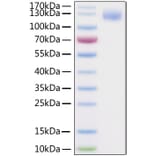 SDS-PAGE - Recombinant SARS-CoV-2 Spike S1 Protein (C-terminal His and Avi Tag) (A331948) - Antibodies.com
