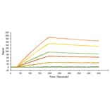 SPR Assay - Recombinant SARS-CoV-2 Spike S1 Protein (C-terminal His Tag) (A331950) - Antibodies.com