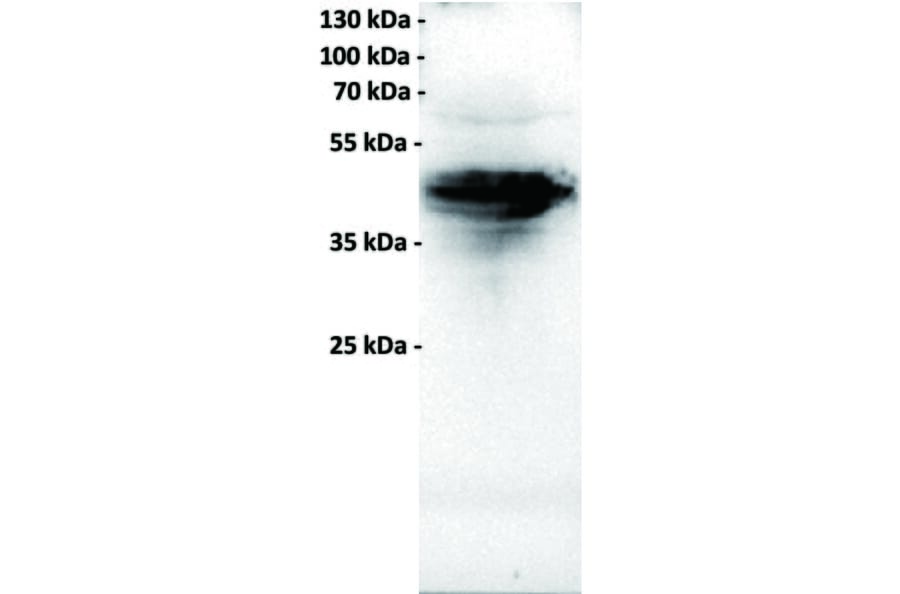 WB - Anti-FOLR1 Antibody [18A3] (A332332) - Antibodies.com